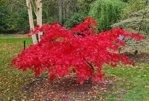 Bluebell Arboretum and Nursery - autumn colour